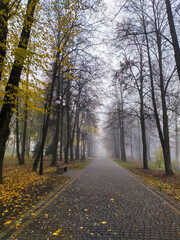Autumn cityscape with fog through tall trees with yellow, orange and green leaves on the branches, footpath and green lawn covered fallen foliage on the sides. 