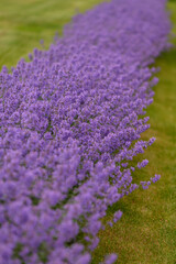 Fototapeta premium Purple flowers of lavender. Focused on one in the foreground. Close up.