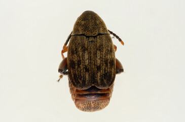 Acanthoscelides obtectus- Chrysomelidae Bruchinae Bean weevil. top view