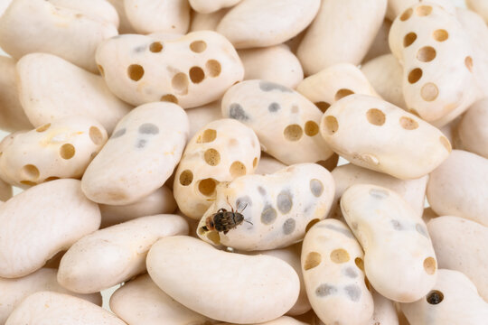 beetles ( Acanthoscelides obtectus ) are sitting on bean seeds.