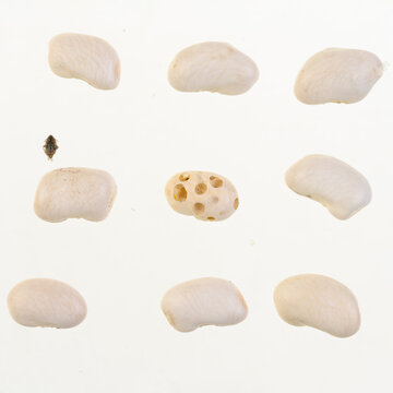Bruchus pisorum aka Pes beetle, Peaseed beetle. Macro close up. Beans on a white background pattern close up