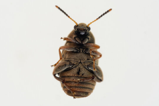 Bean weevil (Bruchinae) Close-Up macro. bottom view