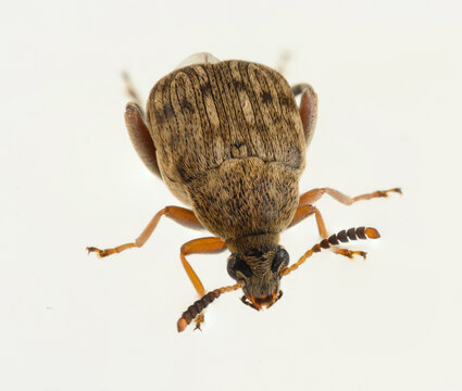 Bean weevil (Bruchinae) Close-Up. macro. side view