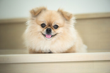 Fototapeta na wymiar Cute puppy Pomeranian Mixed breed Pekingese dog sitting with happiness