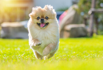 Cute puppy Pomeranian Mixed breed Pekingese dog run on the grass with happiness