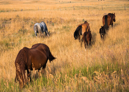 Grazing the Pastures