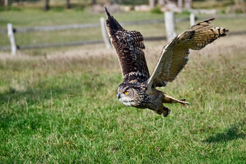 Uhu ( Bubo bubo ).
