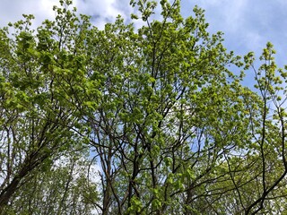 young green leaves on trees in spring