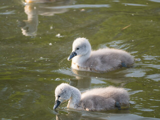 Close up two fluffy little chick of mute swan, Cygnus olor swimming on brown green water suface in sunlight. Selective focus