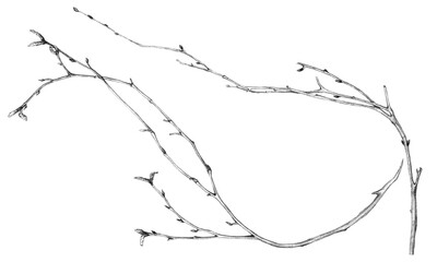 Obraz premium Birch branches drawn in pencil. Realistic illustration