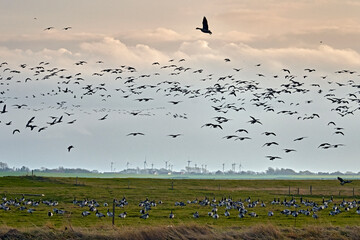 Weißwangengänse / Nonnengänse ( Branta leucopsis ) am Kutterhafen von Spieka-Neufeld an der Wurster Nordseeküste.