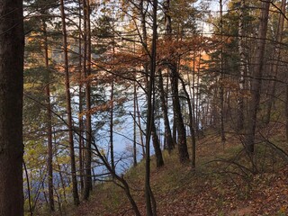 view of the lake located behind the trees. autumn, evening