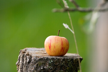 green apple on a tree