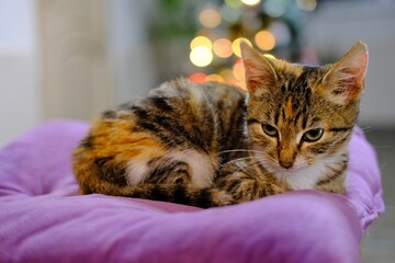 Red and grey stripped little kitty sleeping on the purple pillow behind of the Christmas tree. High quality photo