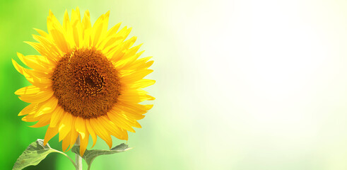 Sunflower on blurred sunny background. Horizontal summer banner with single sunflower