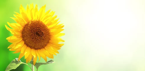 Fotobehang Sunflower on blurred sunny background. Horizontal summer banner with single sunflower © frenta