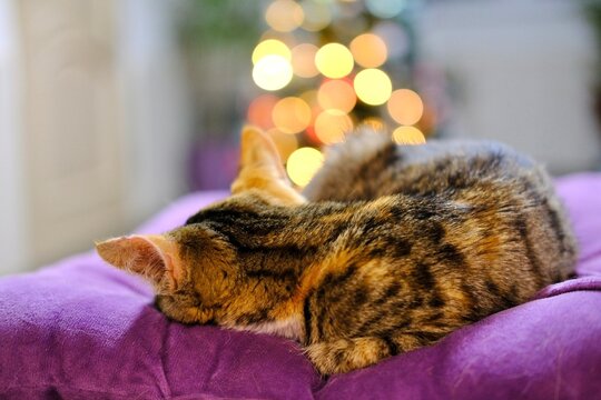 Red and grey stripped little kitty sleeping on the purple pillow behind of the Christmas tree. High quality photo