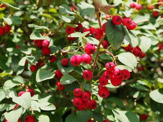 Amelanchier ovalis | Gewöhnliche Felsenbirne or Edelweißstrauch mit reifen mehlig-süßen Früchten in Osterreich
