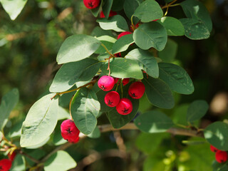 Gew&ouml;hnliche Felsenbirne oder Amelanchier ovalis mit gl&auml;nzendes Rot Fr&uuml;chten an h&auml;ngen rotbraun Zweige mit eif&ouml;rmige bis verkehrt-eif&ouml;rmige Laubbl&auml;tter an langen Blattstielen