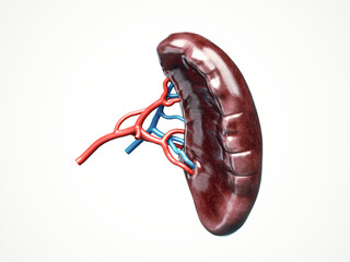 Anatomically accurate 3d illustration of human internal organ spleen with blood vessels artery and veins isolated on white