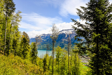 Interlaken, Harder Kulm, Wald, Waldweg, Wanderer, Schutzwald, Aussichtsberg, Brienzersee, Berner...