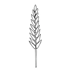 Wheat vector illustration, hand drawing sketch