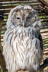 Habichtskauz oder Uralkauz ( Strix uralensis ).