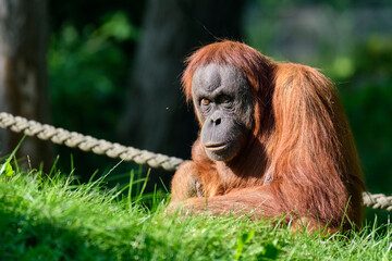 Obraz premium Sumatra-Orang-Utan ( Pongo abelii ).