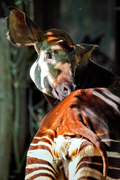 Sumatra-Orang-Utan ( Pongo abelii ).