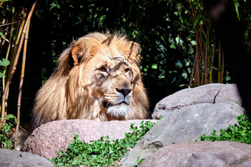 Löwe ( Panthera leo ) 