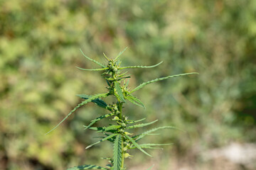 Top of an adult cannabis sativa plant in trichomes. Blurred background