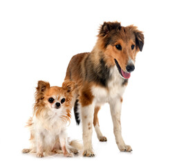 Shetland Sheepdog and chihuahua