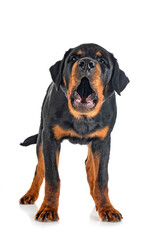 puppy rottweiler in studio