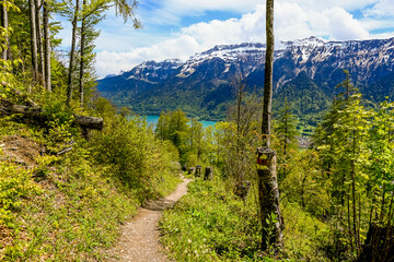 Interlaken, Harder Kulm, Wald, Waldweg, Wanderer, Schutzwald, Aussichtsberg, Brienzersee, Berner...