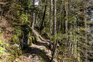 Interlaken, Harder Kulm, Wald, Waldweg, Wanderer, Schutzwald, Aussichtsberg, Berner Oberland, Alpen, Frühling, Sommer, Schweiz