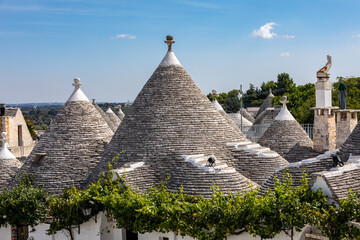 Grapevines on the stone roof of Trulli House in Alberobello, Italy. The style of construction is...