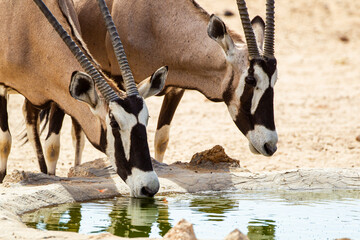 Gemsbok or oryx grazing near a waterhole in the Kalahari desert in South Africa