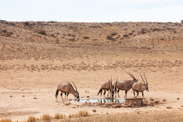 Gemsbok or oryx grazing near a waterhole in the Kalahari desert in South Africa