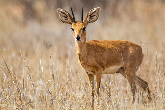 Steen buck walks through the long grass in the Kalahari desert, South Africa