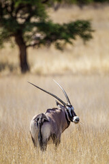 Gemsbok or oryx grazing near a waterhole in the Kalahari desert in South Africa