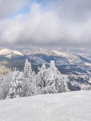 Fototapeta na wymiar snowed ukrainian carpathian mountains
