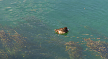 Obraz premium Duck swimming in the lake