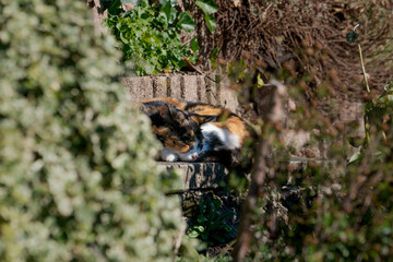 Cat sleeping in the shadows