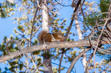 Red Squirrel (Tamiasciurus hudsonucus) in Yellowstone National Park, USA