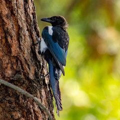 Black-billed Magpie on a Tree
