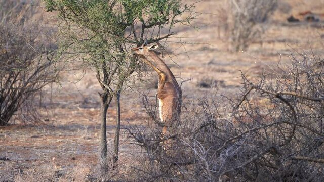 Gerenuk standing and feeding in savannah. Gerenuk - Litocranius walleri also giraffe gazelle, long-necked antelope in Africa, long slender neck and limbs, standing on hind legs during feeding leaves.