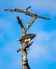 Red-tailed Hawk in a tree