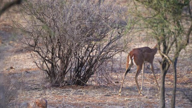 Gerenuk standing and feeding in savannah. Gerenuk - Litocranius walleri also giraffe gazelle, long-necked antelope in Africa, long slender neck and limbs, standing on hind legs during feeding leaves.