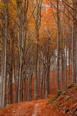 Red forest in autumn at Colle del Melogno in Liguria, Italy. Foliage.