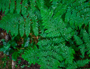 green fern leaves